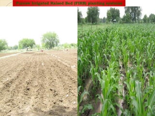 Furrow Irrigated Raised Bed (FIRB) planting systems
 