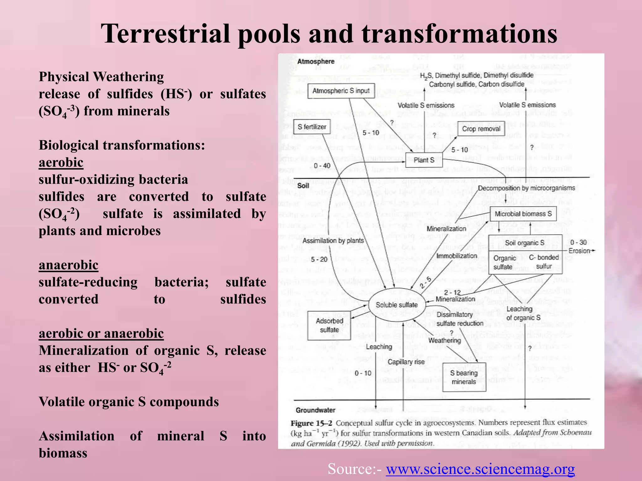 Physical Weathering
release of sulfides (HS-) or sulfates
(SO4
-3) from minerals
Biological transformations:
aerobic
sulfur-oxidizing bacteria
sulfides are converted to sulfate
(SO4
-2) sulfate is assimilated by
plants and microbes
anaerobic
sulfate-reducing bacteria; sulfate
converted to sulfides
aerobic or anaerobic
Mineralization of organic S, release
as either HS- or SO4
-2
Volatile organic S compounds
Assimilation of mineral S into
biomass
Terrestrial pools and transformations
Source:- www.science.sciencemag.org
 