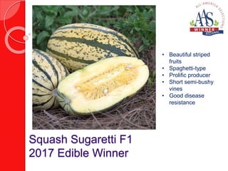 Squash Sugaretti F1
2017 Edible Winner
• Beautiful striped
fruits
• Spaghetti-type
• Prolific producer
• Short semi-bushy
vines
• Good disease
resistance
 