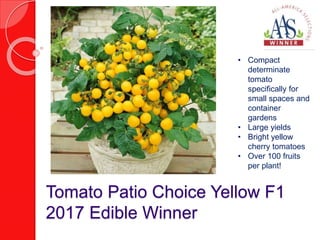 Tomato Patio Choice Yellow F1
2017 Edible Winner
• Compact
determinate
tomato
specifically for
small spaces and
container
gardens
• Large yields
• Bright yellow
cherry tomatoes
• Over 100 fruits
per plant!
 