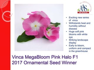 Vinca MegaBloom Pink Halo F1
2017 Ornamental Seed Winner
• Exciting new series
of vinca
• Withstands heat and
humidity without
disease
• Huge soft pink
blooms with white
eye
• Striking landscape
display
• Early to bloom,
uniform and compact
in the greenhouse
 