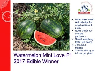 Watermelon Mini Love F1
2017 Edible Winner
• Asian watermelon
well adapted for
small gardens &
patio.
• Good choice for
culinary
gardeners.
• Sweet refreshing
taste, few seeds
• 7-9 pound
melons
• 3’ vines with up to
6 fruits per plant
 