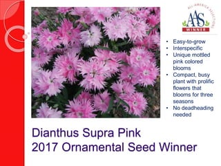Dianthus Supra Pink
2017 Ornamental Seed Winner
• Easy-to-grow
• Interspecific
• Unique mottled
pink colored
blooms
• Compact, busy
plant with prolific
flowers that
blooms for three
seasons
• No deadheading
needed
 