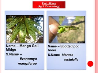 Name – Mango Gall
Midge
S.Name –
Erosomya
mangiferae
Name – Spotted pod
borer
S.Name- Maruca
testulalis
Pest Album
(Agril....