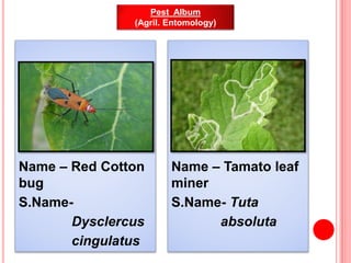 Name – Red Cotton
bug
S.Name-
Dysclercus
cingulatus
Name – Tamato leaf
miner
S.Name- Tuta
absoluta
Pest Album
(Agril. Ento...