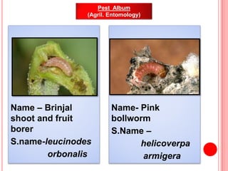 Name – Brinjal
shoot and fruit
borer
S.name-leucinodes
orbonalis
Name- Pink
bollworm
S.Name –
helicoverpa
armigera
Pest Al...
