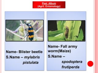 Name- Blister beetle
S.Name – mylabris
pistulata
Name- Fall army
worm(Maize)
S.Name –
spodoptera
frutiperda
Pest Album
(Ag...