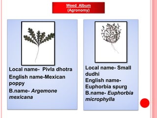 Local name- Pivla dhotra
English name-Mexican
poppy
B.name- Argemone
mexicana
Weed Album
(Agronomy)
Local name- Small
dudh...
