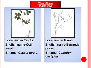 Local name- Tarota
English name-Coff
weed
B.name- Cassia tora L.
Local name- Harali
English name-Bermuda
grass
B.name- Cyn...