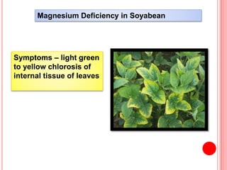 Magnesium Deficiency in Soyabean
Symptoms – light green
to yellow chlorosis of
internal tissue of leaves
 