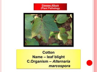 Cotton
Name – leaf blight
C.Organism – Alternaria
marcospora
Disease Album
(Plant Pathology
 