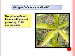 Nitrogen Deficiency in MANGO
Symptoms- Small
leaves with general
yellowing, fruits
mature early
 