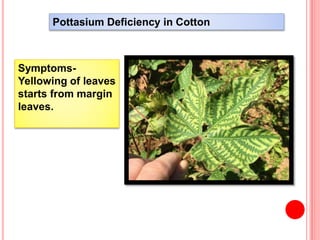 Pottasium Deficiency in Cotton
Symptoms-
Yellowing of leaves
starts from margin
leaves.
 