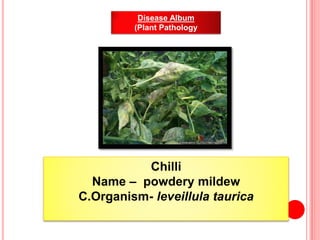 Chilli
Name – powdery mildew
C.Organism- leveillula taurica
Disease Album
(Plant Pathology
 