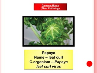 Papaya
Name – leaf curl
C.organism – Papaya
leaf curl virus
Disease Album
(Plant Pathology
 