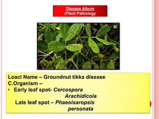 Disease Album
(Plant Pathology
Loacl Name – Groundnut tikka disease
C.Organism –
• Early leaf spot- Cercospora
Arachidicol...