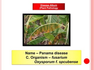 Disease Album
(Plant Pathology
Name – Panama disease
C. Organism – fusarium
Oxysporum f. spcubense
 