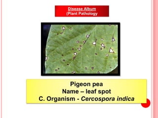 Disease Album
(Plant Pathology
Pigeon pea
Name – leaf spot
C. Organism - Cercospora indica
 