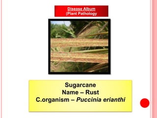 Sugarcane
Name – Rust
C.organism – Puccinia erianthi
Disease Album
(Plant Pathology
 