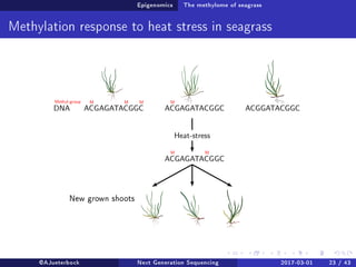 Epigenomics The methylome of seagrass
Methylation response to heat stress in seagrass
New grown shoots
@AJueterbock Next Generation Sequencing 2017-03-01 23 / 43
 