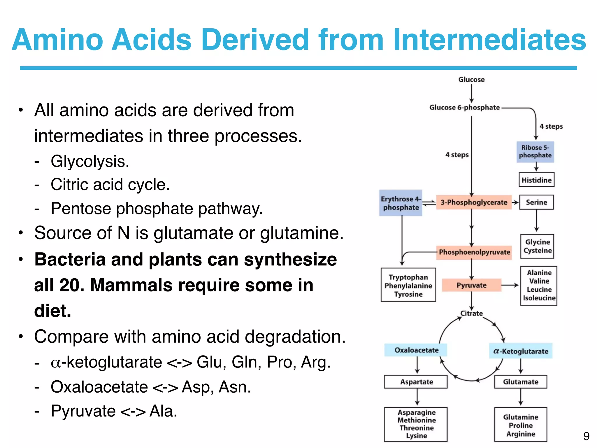 2017 biochemistry week 16 chapter 22 biosynthesis of amino acids and ...