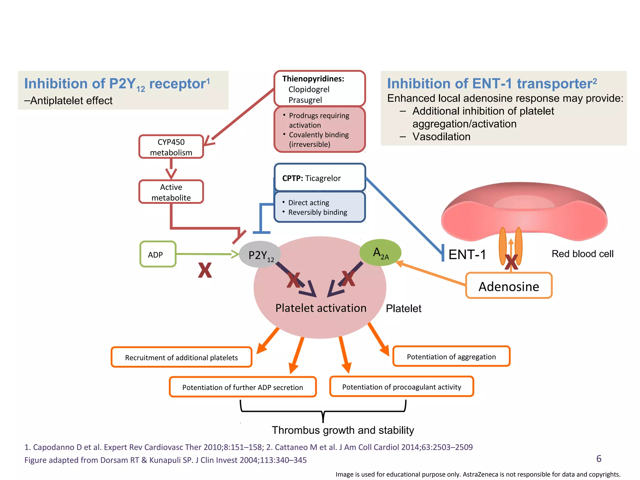 6
1. Capodanno D et al. Expert Rev Cardiovasc Ther 2010;8:151–158; 2. Cattaneo M et al. J Am Coll Cardiol 2014;63:2503–2509
Figure adapted from Dorsam RT & Kunapuli SP. J Clin Invest 2004;113:340–345
CPTP: Ticagrelor
Thienopyridines:
Clopidogrel
Prasugrel
CYP450
metabolism
• Prodrugs requiring
activation
• Covalently binding
(irreversible)
• Direct acting
• Reversibly binding
ENT-1
Active
metabolite
ADP
Adenosine
x
Platelet activation
P2Y12
A2A
x
x x
Inhibition of P2Y12 receptor1
‒Antiplatelet effect
Inhibition of ENT-1 transporter2
Enhanced local adenosine response may provide:
– Additional inhibition of platelet
aggregation/activation
– Vasodilation
Red blood cell
Recruitment of additional platelets
Potentiation of further ADP secretion Potentiation of procoagulant activity
Potentiation of aggregation
Platelet
Thrombus growth and stability
Image is used for educational purpose only. AstraZeneca is not responsible for data and copyrights.
 