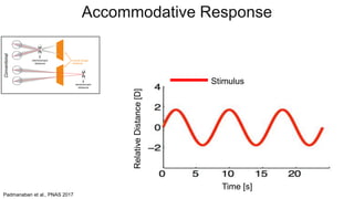 Stimulus
Padmanaban et al., PNAS 2017
Accommodative Response
RelativeDistance[D]
Time [s]
 