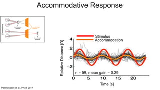 Stimulus
Accommodation
n = 59, mean gain = 0.29
Padmanaban et al., PNAS 2017
Accommodative Response
RelativeDistance[D]
Time [s]
 