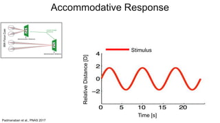 Stimulus
Padmanaban et al., PNAS 2017
Accommodative Response
RelativeDistance[D]
Time [s]
 