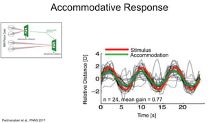 Stimulus
Accommodation
Padmanaban et al., PNAS 2017
Accommodative Response
RelativeDistance[D]
Time [s]
n = 24, mean gain = 0.77
 