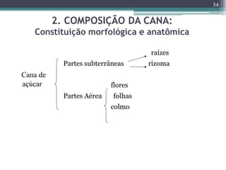 2. COMPOSIÇÃO DA CANA:
Constituição morfológica e anatômica
raízes
Partes subterrâneas rizoma
flores
Partes Aérea folhas
colmo
54
Cana de
açúcar
 