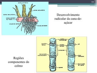 55
Desenvolvimento
radicular da cana-de-
açúcar
Regiões
componentes do
colmo
 