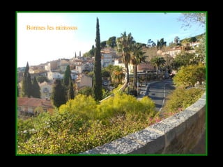 Bormes les mimosas
 
