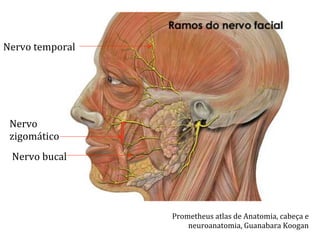 Prometheus	
  atlas	
  de	
  Anatomia,	
  cabeça	
  e	
  
neuroanatomia,	
  Guanabara	
  Koogan	
  
Nervo	
  temporal	
  
Nervo	
  
zigomático	
  
Nervo	
  bucal	
  
 