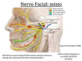Nervo	
  Facial:	
  misto	
  
Motor	
  eferente	
  
Visceral	
  eferente	
  
Sensorial	
  especial	
  
Sensorial	
  geral	
  
Lazarrini	
  &	
  Fouquet,	
  2006	
  
• Penetra	
  no	
  osso	
  temporal	
  pelo	
  meato	
  acústico	
  interno	
  e	
  
emerge	
  do	
  crânio	
  pelo	
  forame	
  estilomastoideo;	
  
• Nervo	
  facial:	
  Origina-­‐se	
  
no	
  núcleo	
  do	
  facial	
  
(Ponte);	
  
 