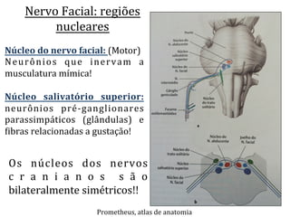 Nervo	
  Facial:	
  regiões	
  
nucleares	
  
Prometheus,	
  atlas	
  de	
  anatomia	
  
Núcleo	
  do	
  nervo	
  facial:	
  (Motor)	
  
Neurônios	
   que	
   inervam	
   a	
  
musculatura	
  mímica!	
  
	
  
Núcleo	
   salivatório	
   superior:	
  
neurônios	
   pré-­‐ganglionares	
  
parassimpáticos	
   (glândulas)	
   e	
  
Libras	
  relacionadas	
  a	
  gustação!	
  
Os	
   núcleos	
   dos	
   nervos	
  
c r a n i a n o s 	
   s ã o	
  
bilateralmente	
  simétricos!!	
  
 