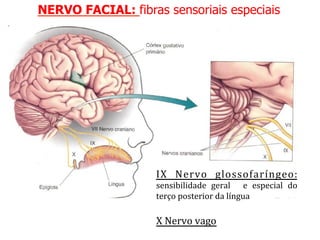 NERVO FACIAL: fibras sensoriais especiais
IX	
   Nervo	
   glossofaríngeo:	
  
sensibilidade	
   geral	
   	
   e	
   especial	
   do	
  
terço	
  posterior	
  da	
  língua	
  
	
  
X	
  Nervo	
  vago	
  
 