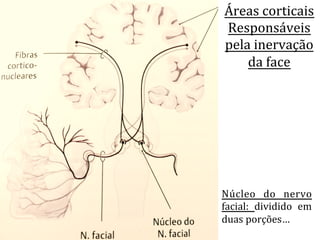 Núcleo	
   do	
   nervo	
  
facial:	
   dividido	
   em	
  
duas	
  porções…	
  	
  
	
  
Áreas	
  corticais	
  	
  
Responsáveis	
  
pela	
  inervação	
  
da	
  face	
  
 