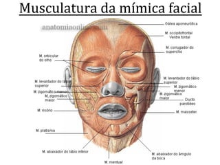 Musculatura	
  da	
  mímica	
  facial	
  
	
  
 