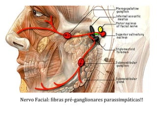 Nervo	
  Facial:	
  Libras	
  pré-­‐ganglionares	
  parassimpáticas!!	
  
 