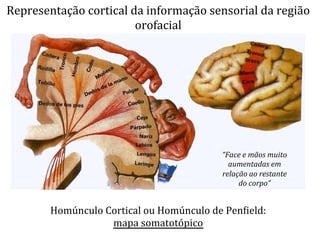 Representação	
  cortical	
  da	
  informação	
  sensorial	
  da	
  região	
  
orofacial	
  	
  
Homúnculo	
  Cortical	
  ou	
  Homúnculo	
  de	
  PenLield:	
  	
  
mapa	
  somatotópico	
  
“Face	
  e	
  mãos	
  muito	
  
aumentadas	
  em	
  
relação	
  ao	
  restante	
  
do	
  corpo”	
  
 