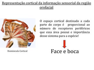 Representação	
  cortical	
  da	
  informação	
  sensorial	
  da	
  região	
  
orofacial	
  	
  
Homúnculo	
  Cortical	
  
O	
   espaço	
   cortical	
   destinado	
   a	
   cada	
  
parte	
   do	
   corpo	
   é	
   	
   proporcional	
   ao	
  
número	
   de	
   receptores	
   periféricos	
  
que	
   essa	
   área	
   possui	
   e	
   importância	
  
desse	
  sistema	
  para	
  a	
  espécie!	
  	
  	
  
Face	
  e	
  boca	
  
 