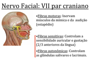 Nervo	
  Facial:	
  VII	
  par	
  craniano	
  	
  
• Fibras	
  motoras:	
  Inervam	
  
músculos	
  da	
  mímica	
  e	
  da	
  	
  audição	
  
(estapédio)	
  
• Fibras	
  sensitivas:	
  Controlam	
  a	
  
sensibilidade	
  auricular	
  e	
  gustação	
  
(2/3	
  anteriores	
  da	
  língua)	
  
• Fibras	
  autonômicas:	
  Controlam	
  
as	
  glândulas	
  salivares	
  e	
  lacrimais.
 