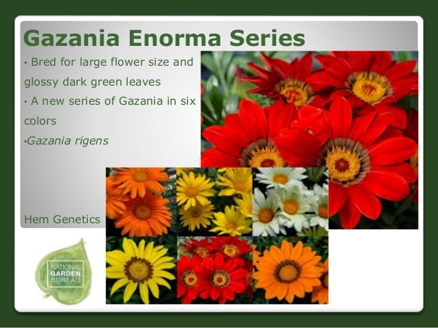 2017 ngb new varieties flowers is flower size genetic