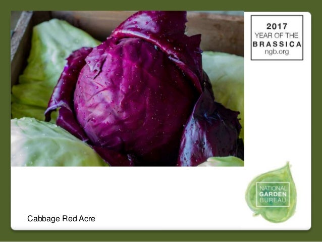 2017 national garden bureau's #yearofthebrassica 2017 national garden bureau's #yearofthebrassica