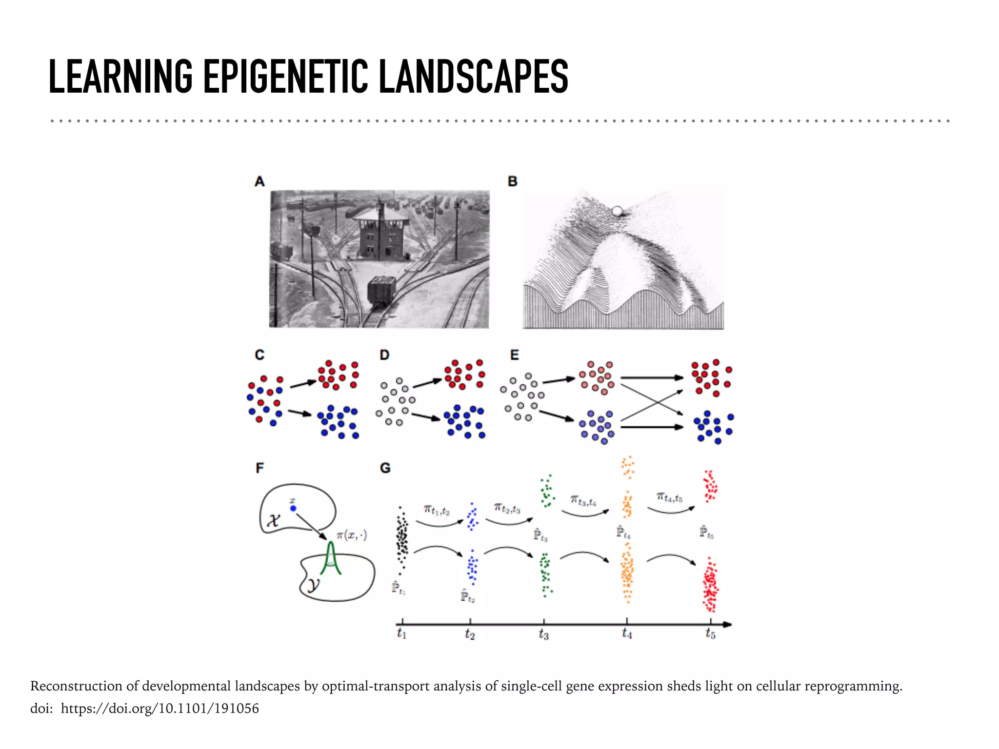 LEARNING EPIGENETIC LANDSCAPES
Reconstruction of developmental landscapes by optimal-transport analysis of single-cell gene expression sheds light on cellular reprogramming.
doi: https://doi.org/10.1101/191056
 