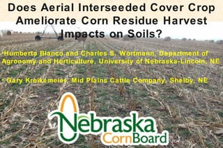 Does Aerial Interseeded Cover Crop
Ameliorate Corn Residue Harvest
Impacts on Soils?
•Humberto Blanco and Charles S. Wortmann, Department of
Agronomy and Horticulture, University of Nebraska-Lincoln, NE
• Gary Kreikemeier, Mid Plains Cattle Company, Shelby, NE
 