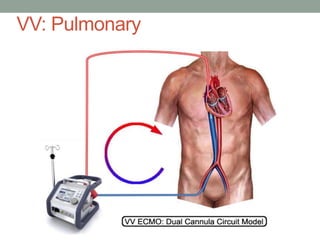 VV: Pulmonary
 