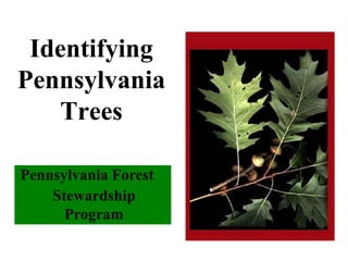 Pennsylvania Forest
Stewardship
Program
Identifying
Pennsylvania
Trees
 