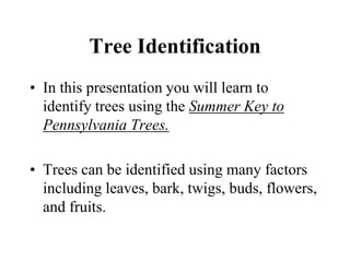 2019 tree id basics | PPT